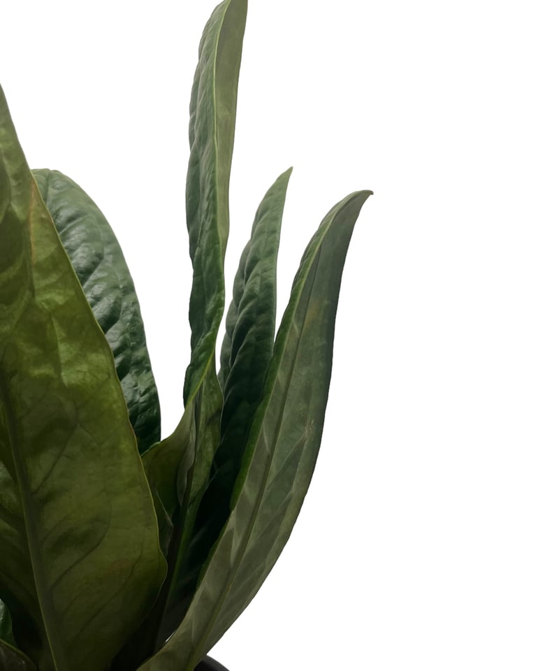 アンスリウム スパーバム 「Anthurium superbum」15Q | SHOUCHIKUEN