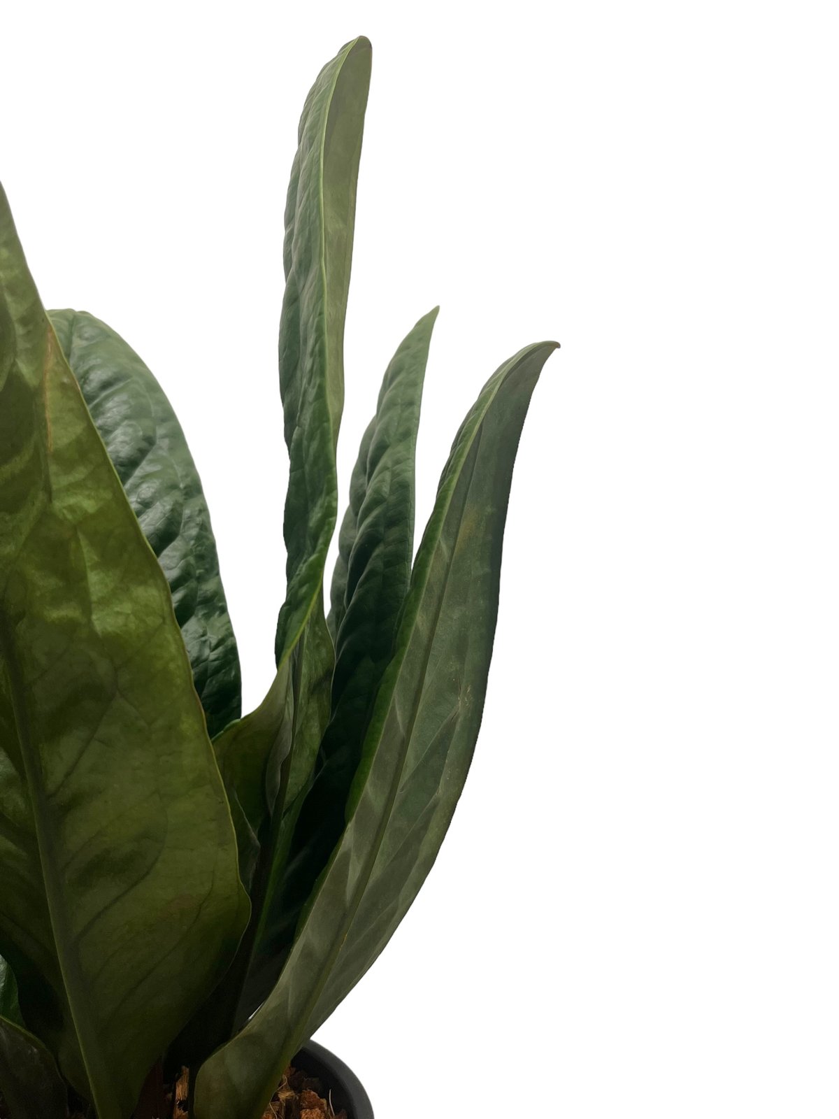 アンスリウム スパーバム 「Anthurium superbum」15Q | SHOUCHIKUEN