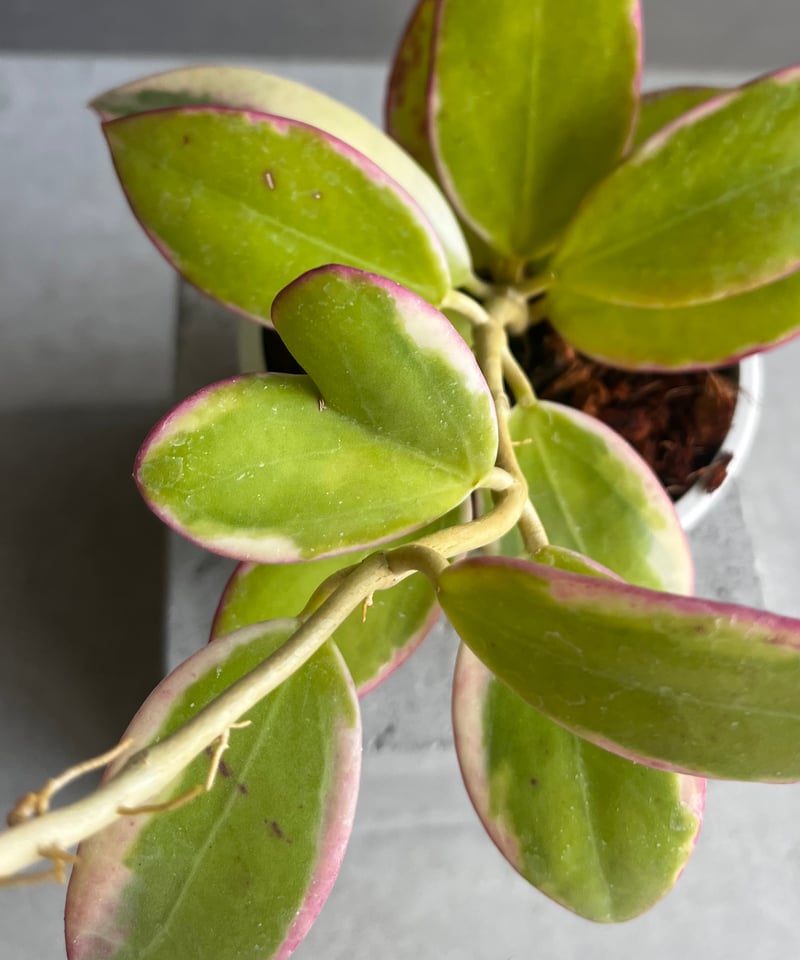 ご予約品Hoya para 'Albomarginata'