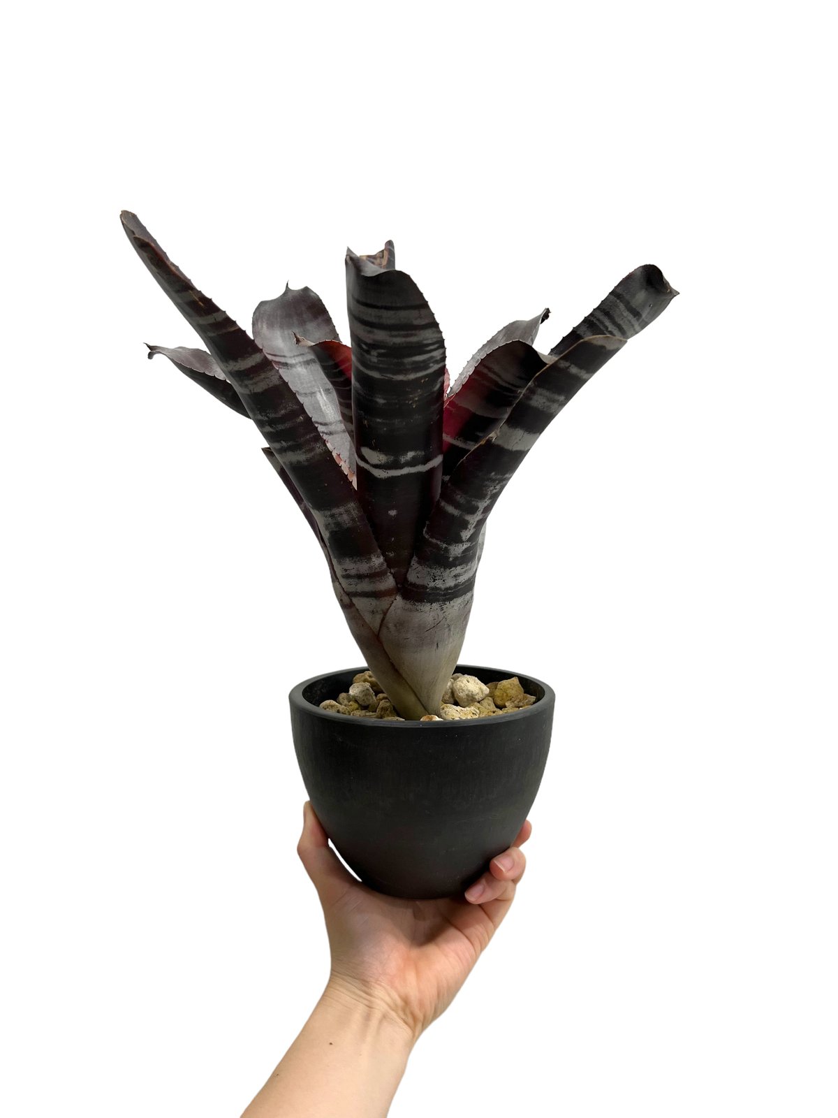 エクメア オットー 「Aechmea Otto」99M | SHOUCHIKUEN エクメア オットー 「Aechmea Otto」99M | SHOUCHIKUEN