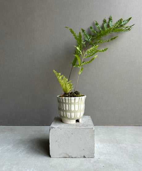 CATEGORY シダ | SHOUCHIKUEN