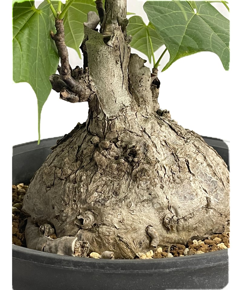 フィルミアナ コロラータ「 Firmiana colorata」6/25-849 | SHOU