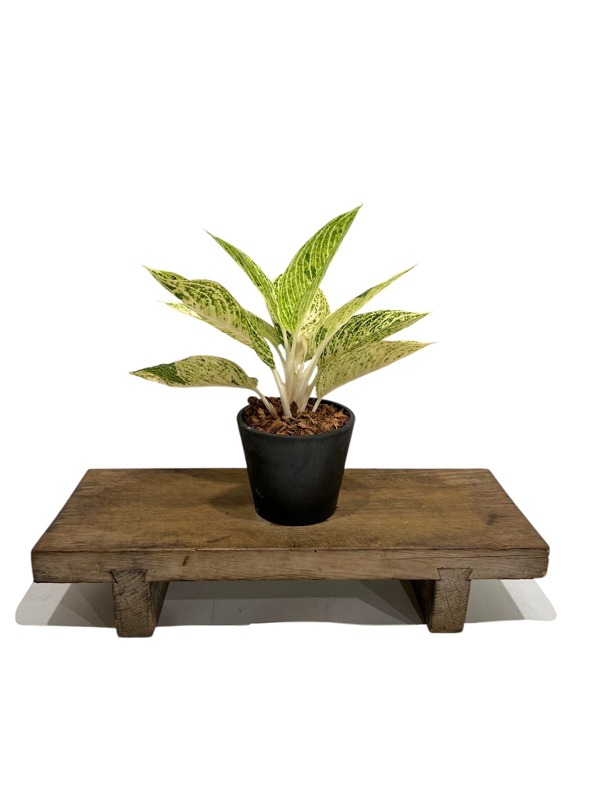 アグラオネマ ホワイト レガシー 「Aglaonema White Legacy」42S |