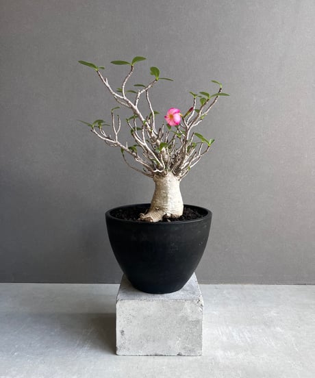 CATEGORY Plants | SHOUCHIKUEN