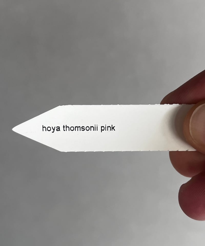 ホヤ トムソニー ピンク 「Hoya thomsonii pink」40W | SHOUCH