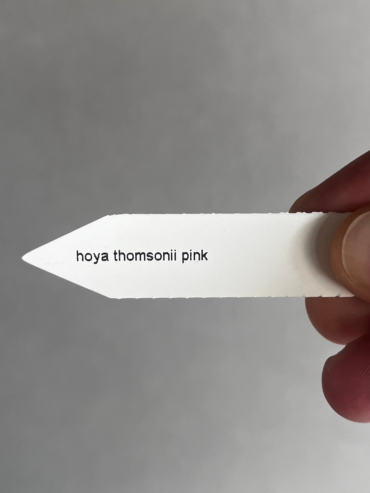ホヤ トムソニー ピンク 「Hoya thomsonii pink」40W | SHOUCH