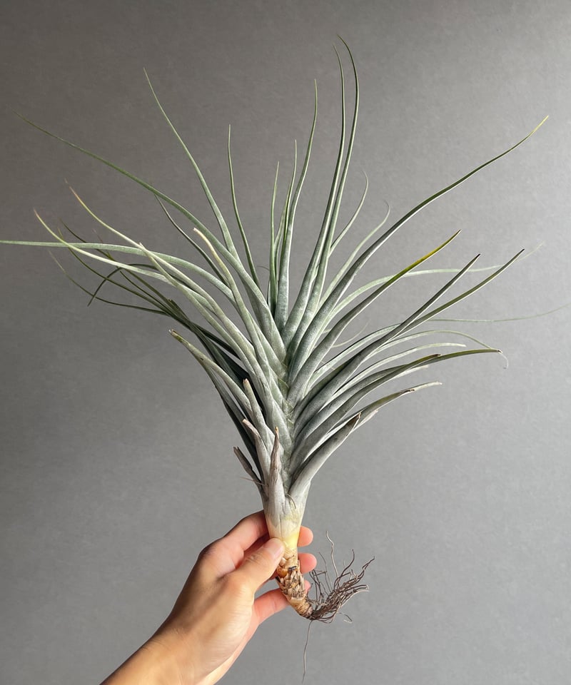 Tillandsia El Guapo 速達発送 Tillandsia El Guapo 速達発送