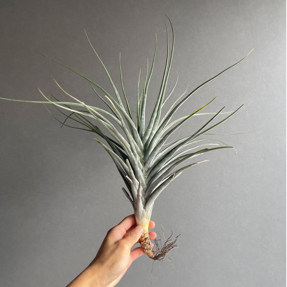 Tillandsia El Guapo 速達発送 2020年記載 . 有茎チャペウエンシスといった趣き . 割と個体差が