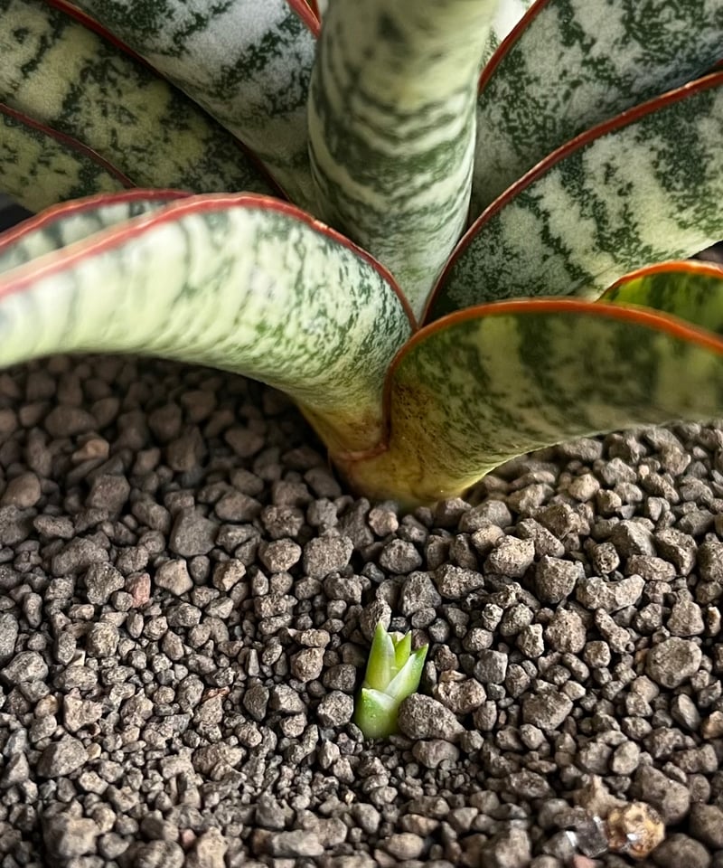 サンセベリア サンシャイン エンジェル 「Sansevieria Sunshine Angel