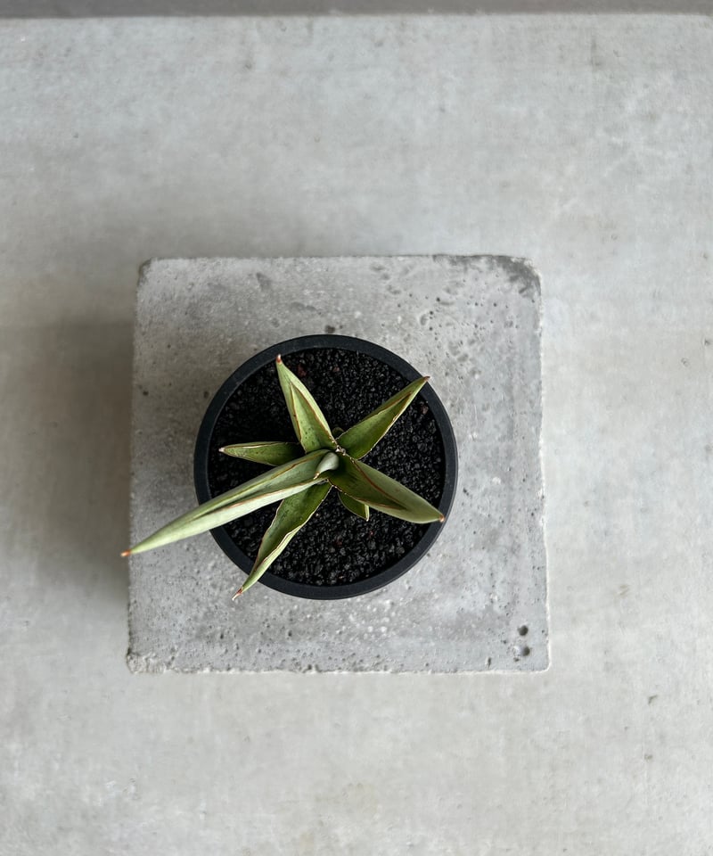 サンセベリア レクサス 「Sansevieria Lexus (by Unyamanee Ga