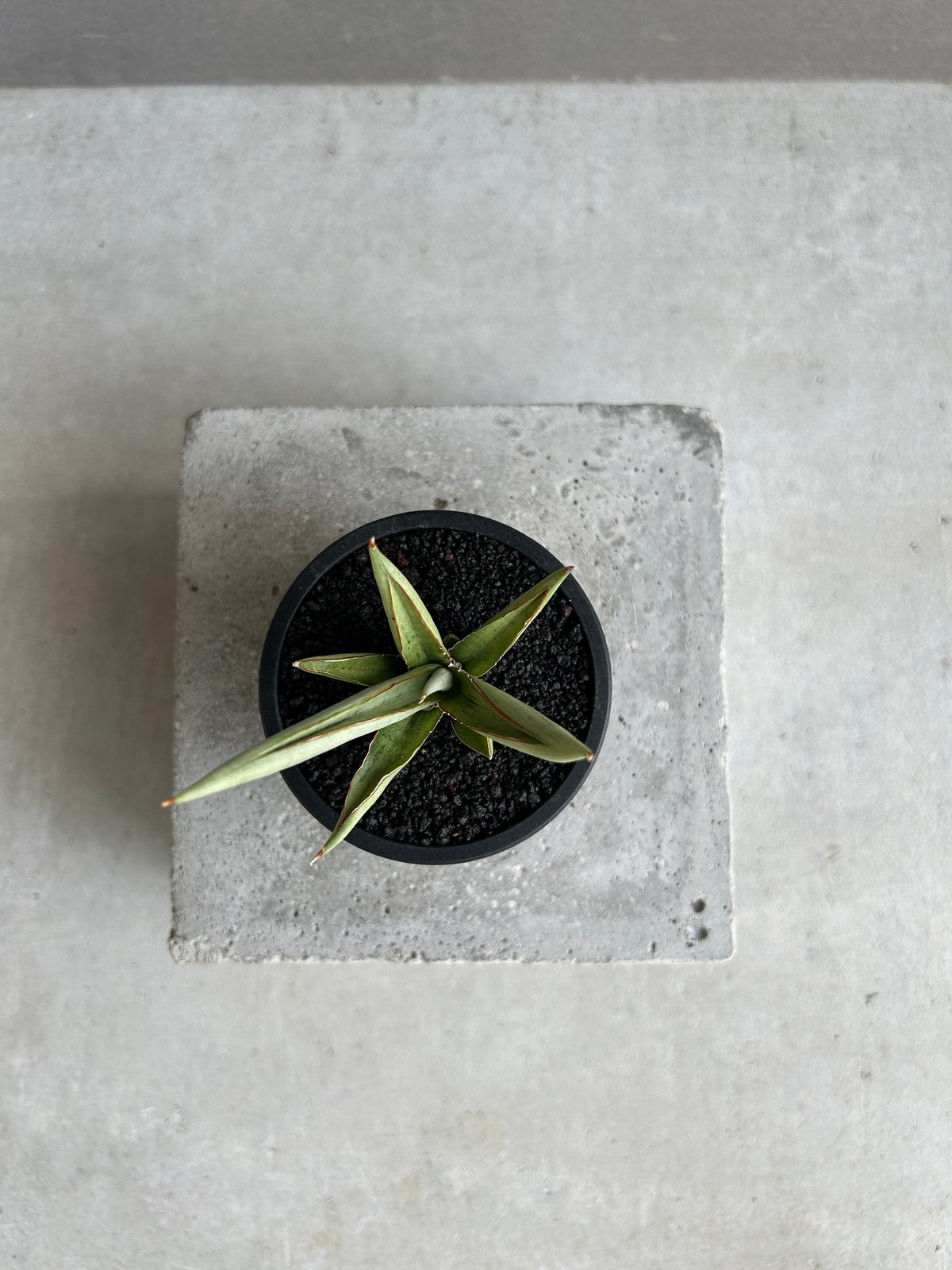 サンセベリア レクサス 「Sansevieria Lexus (by Unyamanee Ga