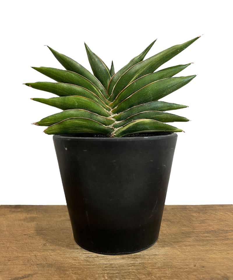 サンスベリア ナミ 斑入 美株 S.Nami Var サンスベリア「ナミ」 サンスベリア ナミ 斑入 美株 S.Nami Var Nami