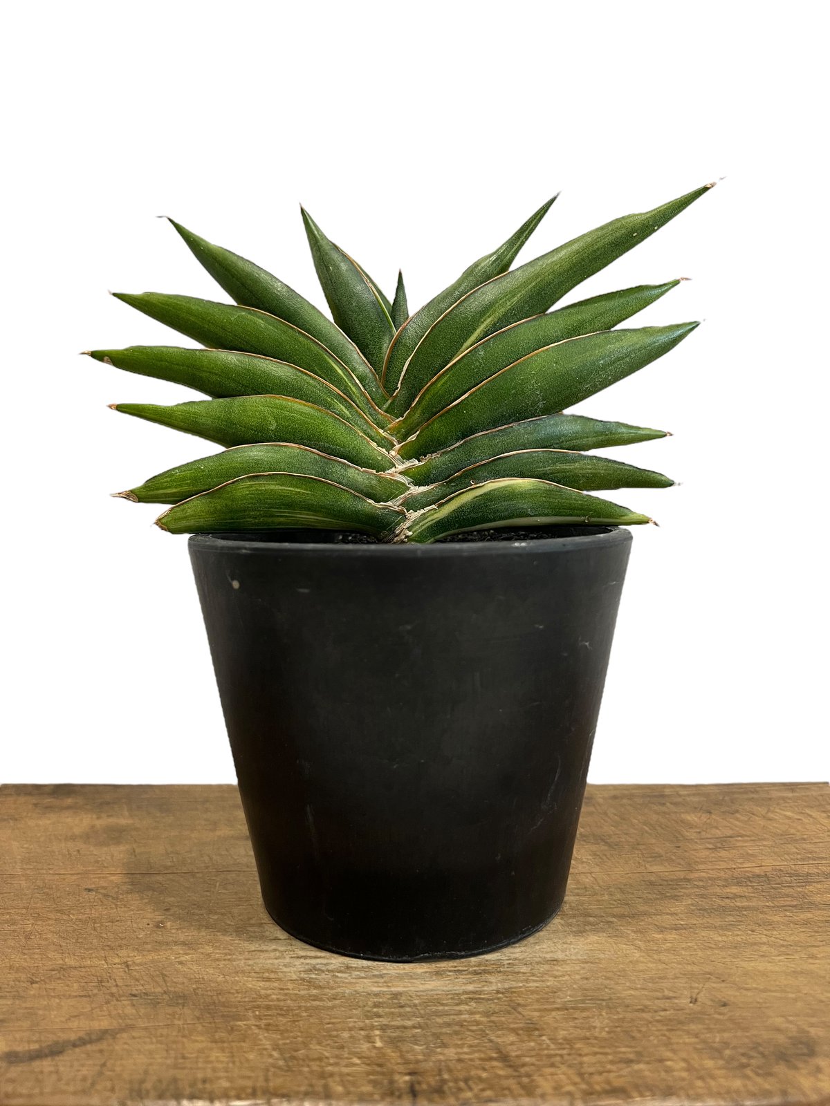 サンスベリア ダウンシー 斑入り サンセベリア sansevieria サンスベリア ダウンシー 斑入り サンセベリア sansevieria ザ