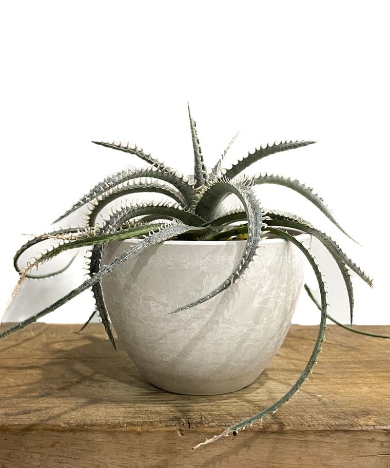 ディッキア ナガス「Dyckia Nagas」10E-2 | SHOUCHIKUEN