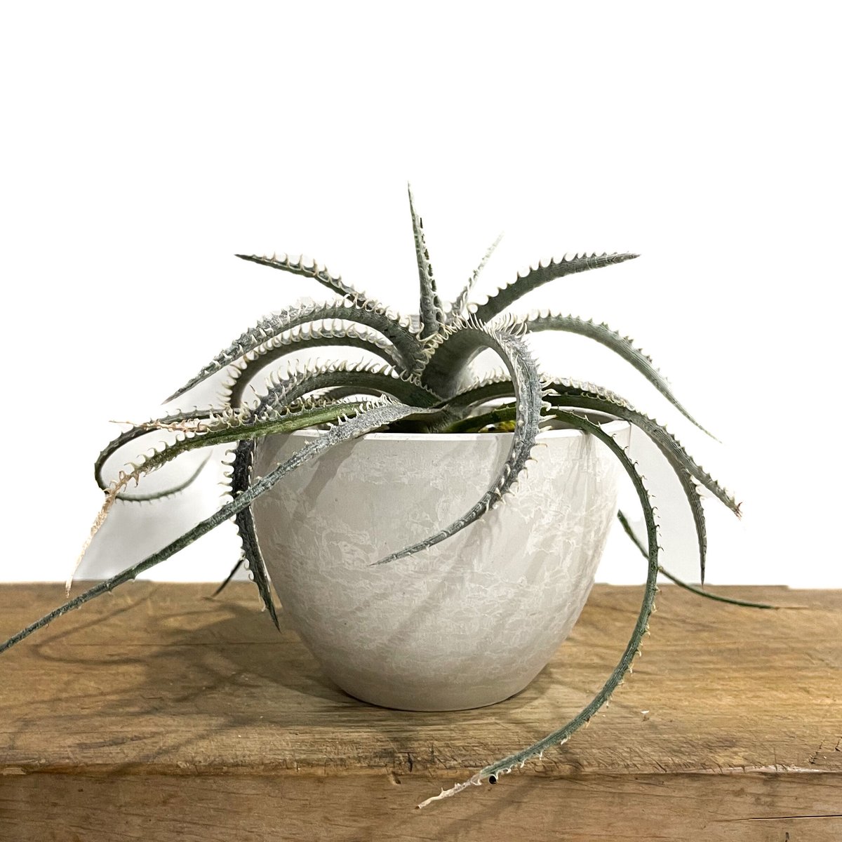 ディッキア ナガス「Dyckia Nagas」10E-2 | SHOUCHIKUEN