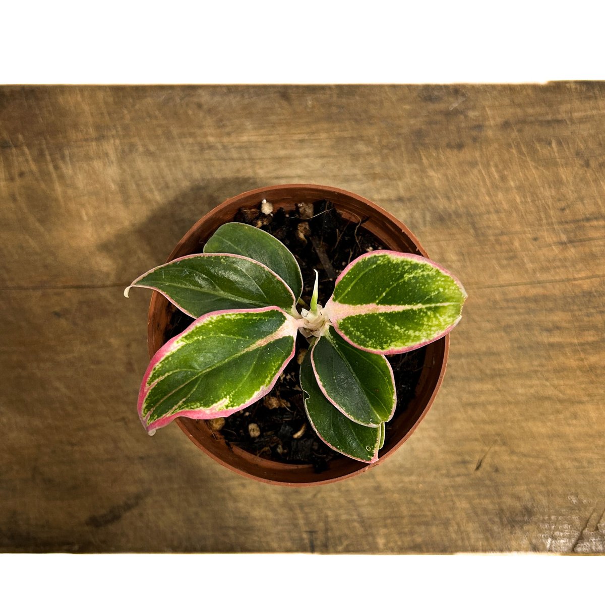 アグラオネマ ロータス デライト「Aglaonema Lotus Delight」5/16-4