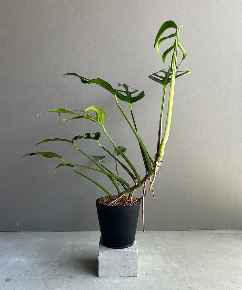 モンステラ バールマルクスフレーム 「Monstera burle marx's