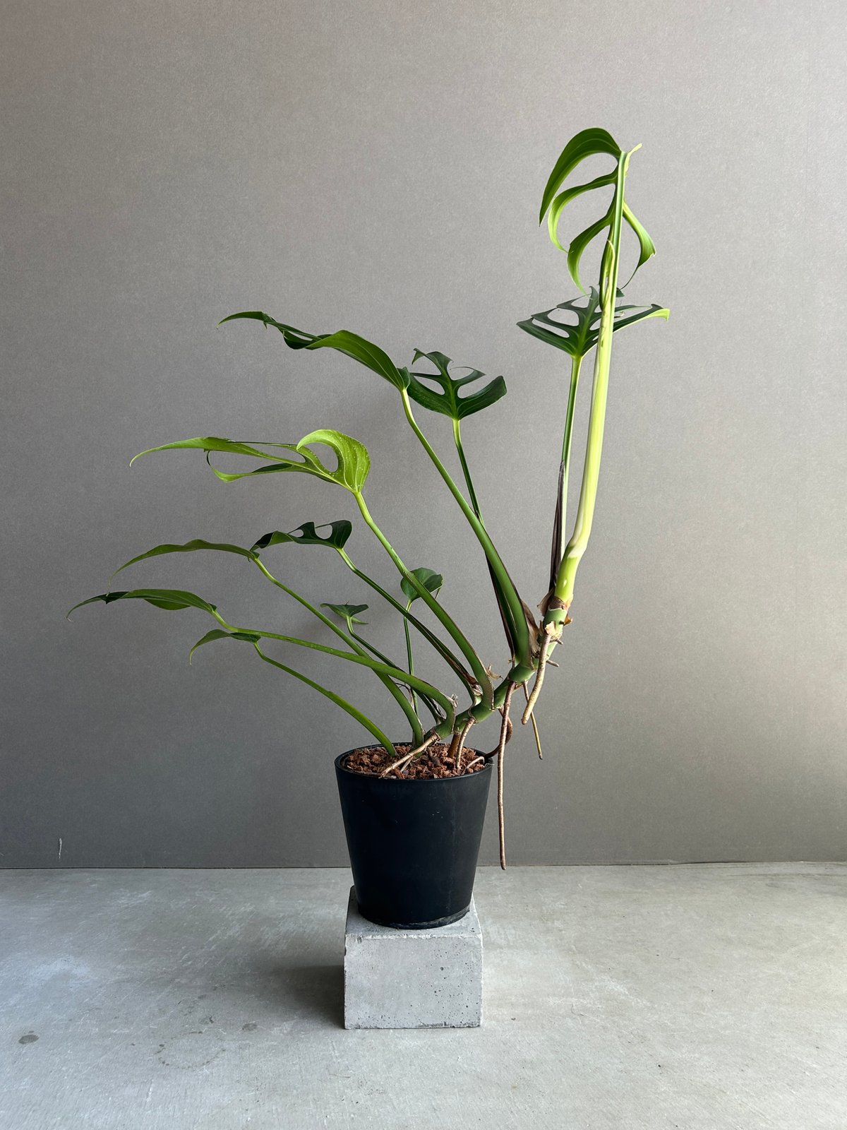 バールマルクスフレーム モンステラ Burle marx's flame モンステラ バールマルクスフレーム 「Monstera burle marx's