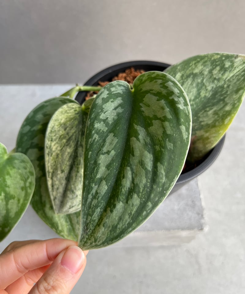 スキンダプサス エキゾチカ ホログラム 「Scindapsus exotica スキンダプサス エキゾチカ ホログラム 「Scindapsus exotica