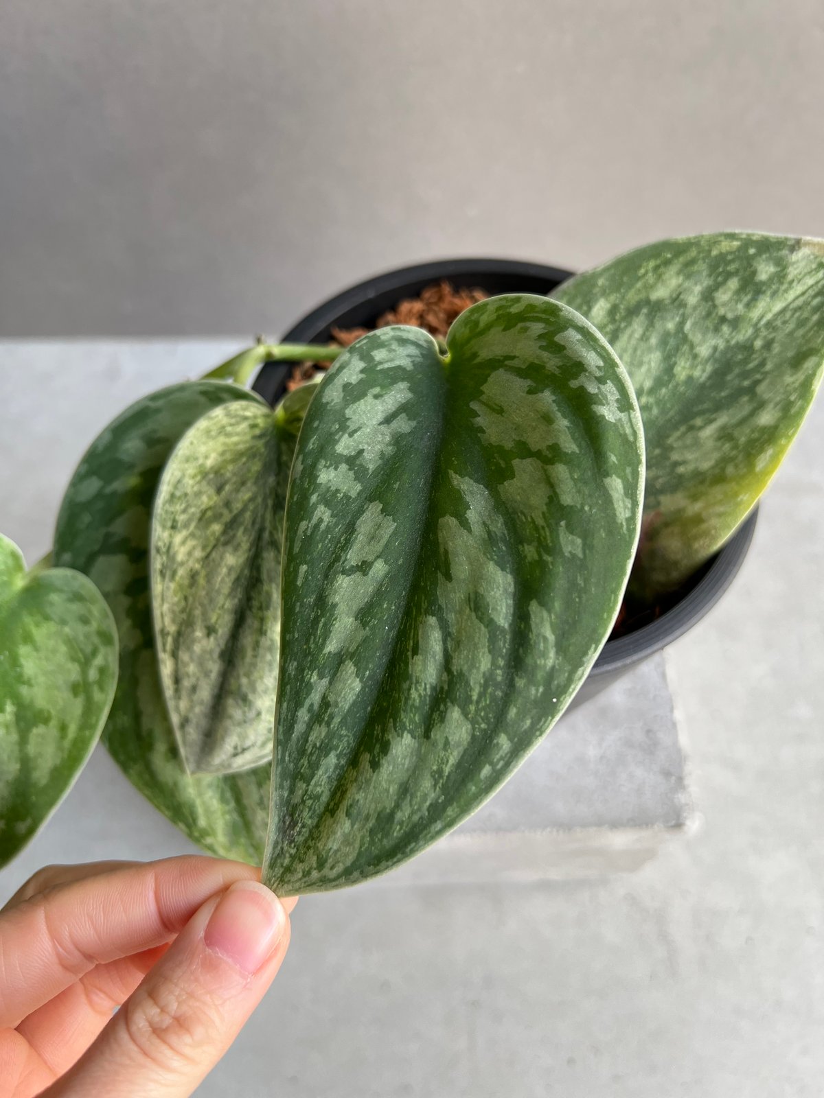 スキンダプサス エキゾチカ ホログラム 「Scindapsus exotica hologra