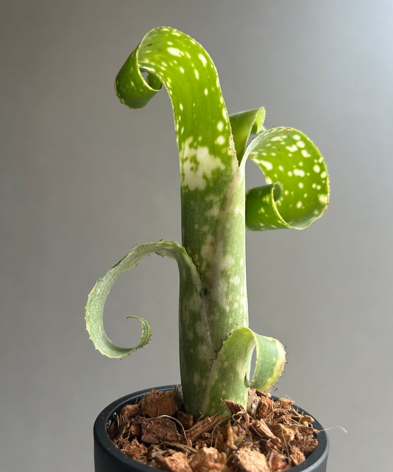 ビルベルギア レプトポーダ 「Billbergia leptopoda」13L | SHOUC