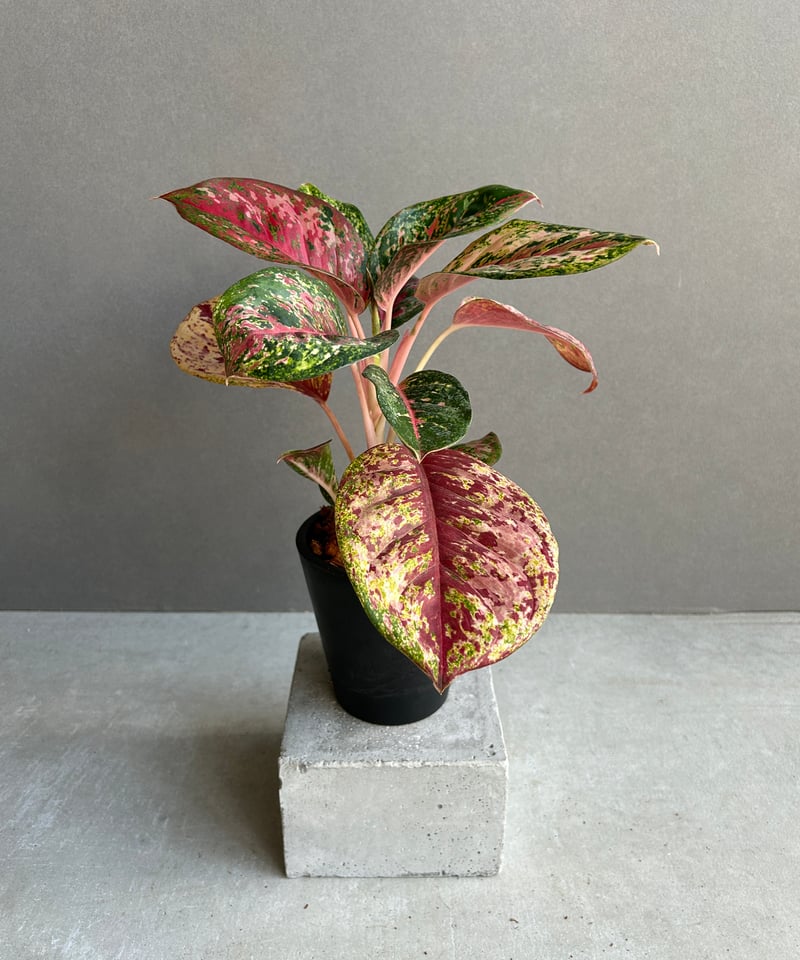 アグラオネマ プラチナム カラット 「Aglaonema Platinum Karat」28I