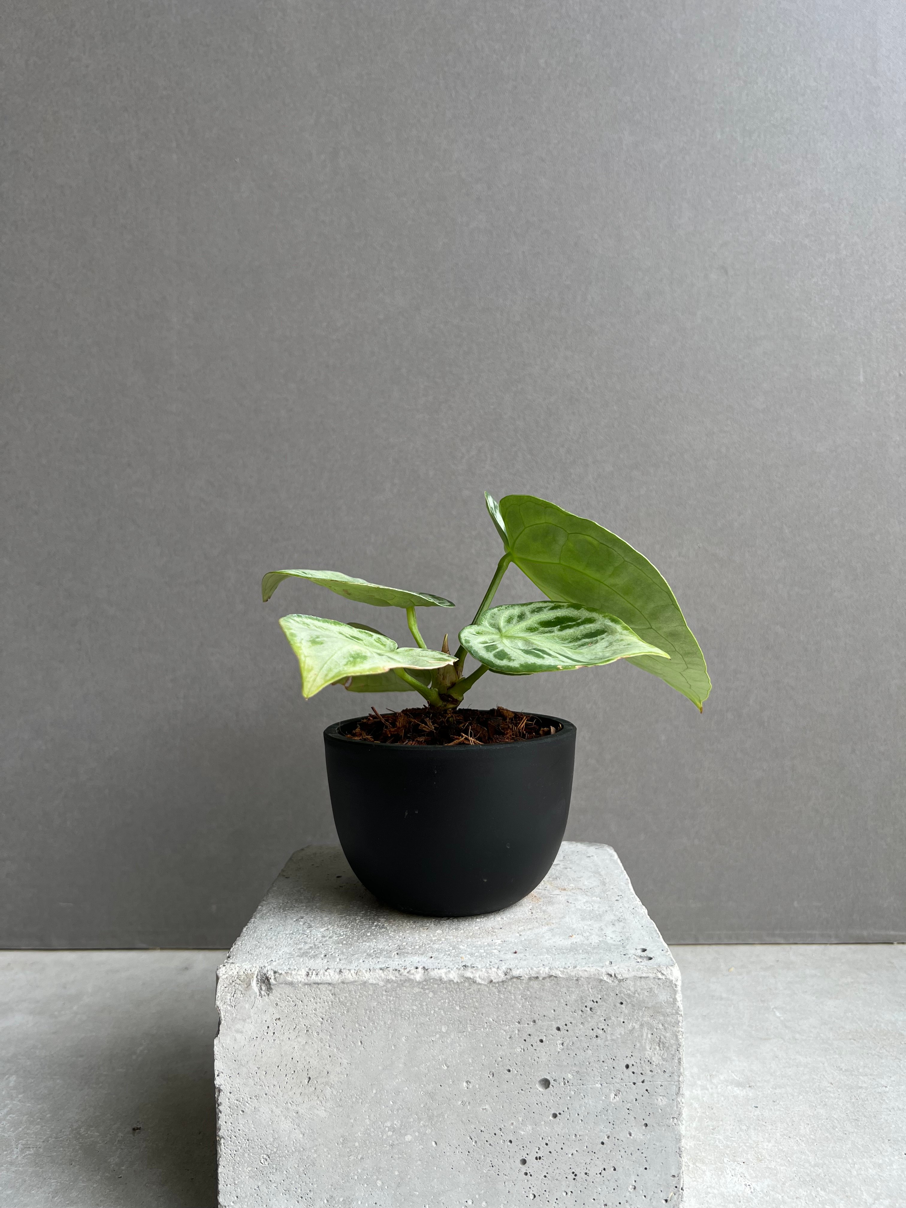 アンスリウム ドラヤキ シルバー 「Anthurium Dorayaki Silver」39E