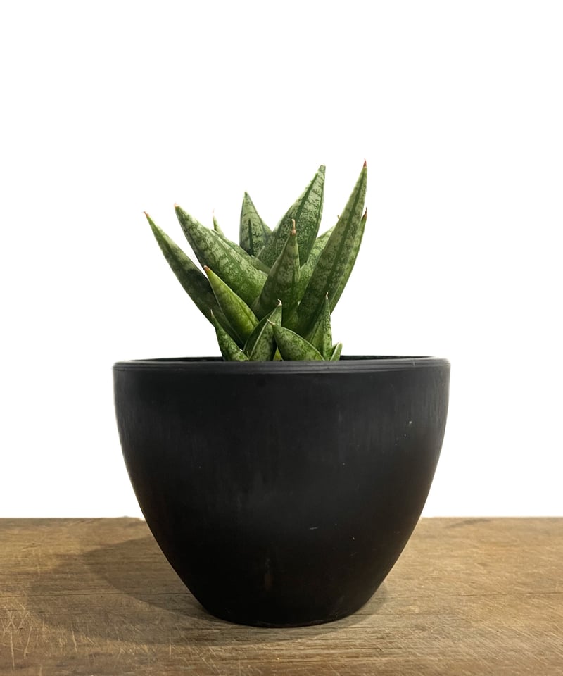 サンセベリア ミン マニー 「Sansevieria Ming Manee by Unyama