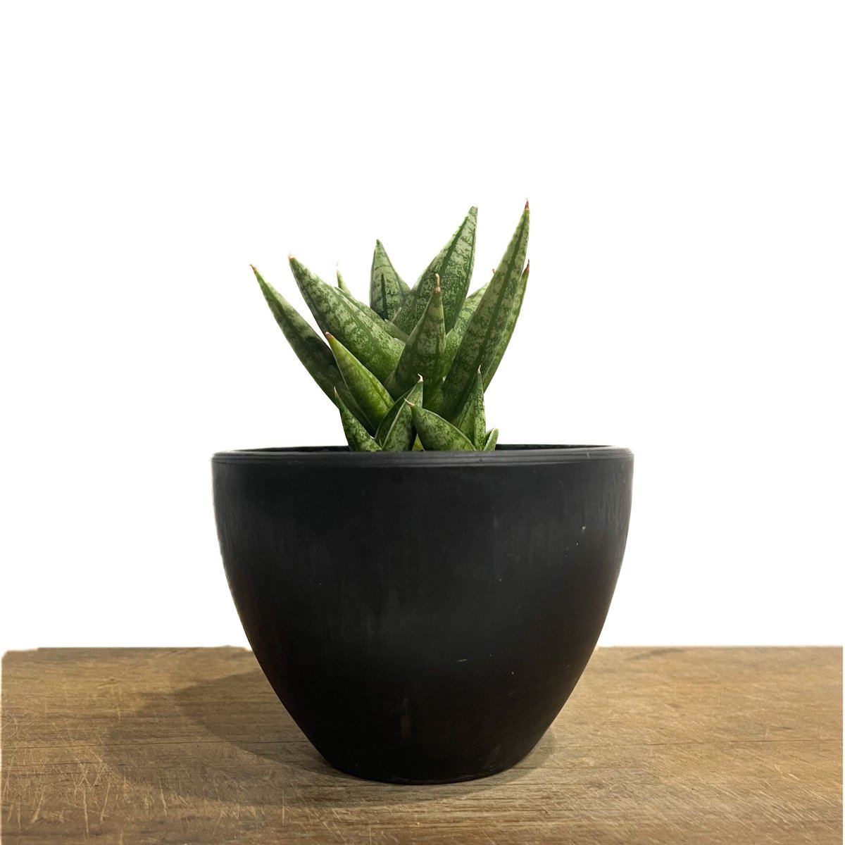 サンスベリア Sansevieria Mingmanee v A サンセベリア ミン マニー 「Sansevieria Ming Manee by Unyama