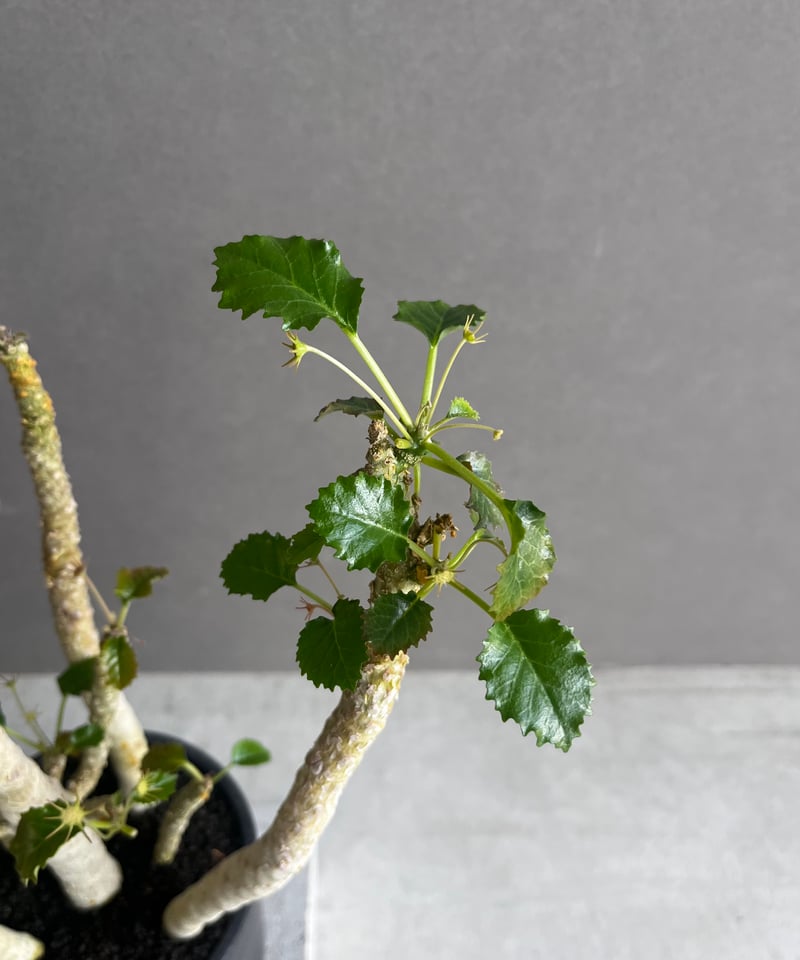 ドルステニア ジプソフィラ x ホルウッディ「Dorstenia gypsophila x h