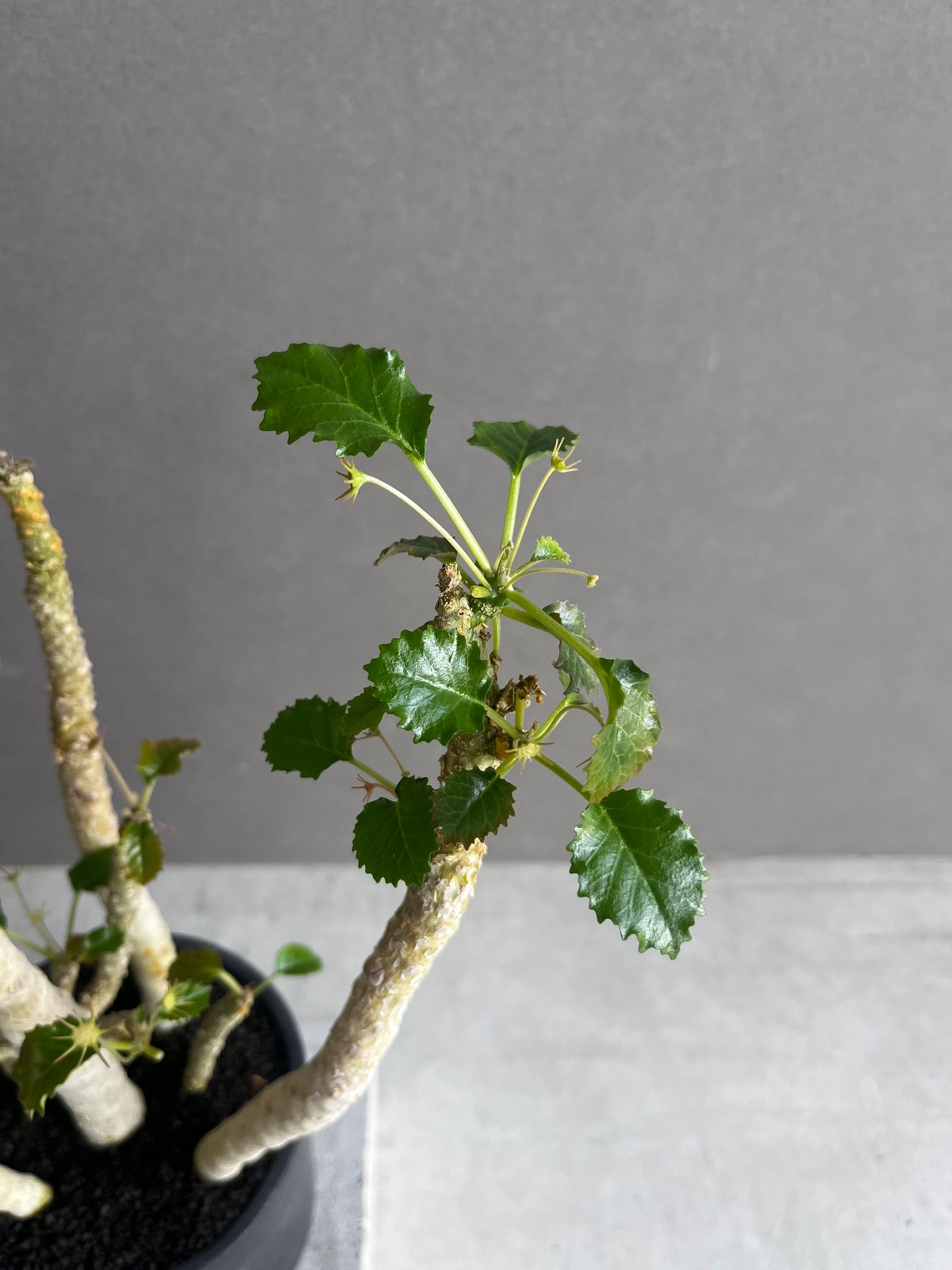 ドルステニア ジプソフィラ x ホルウッディ「Dorstenia gypsophila x h