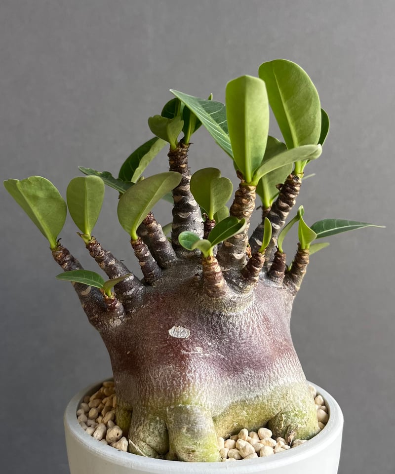 アデニウム アラビカム スーパー ドワーフ “ブラック” 「Adenium
