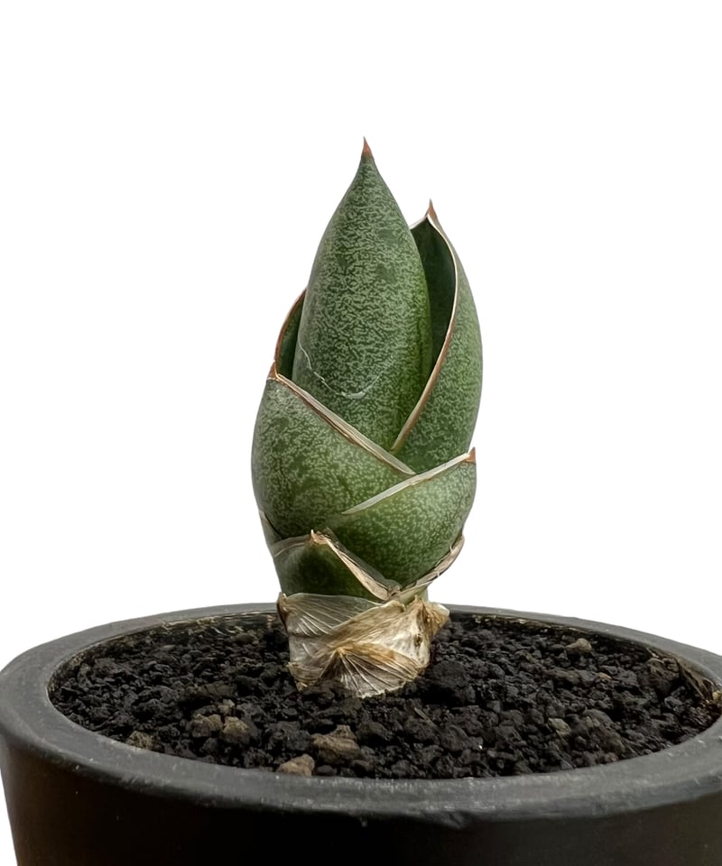 サンセベリア アンダマン (from アンヤマニー ガーデン)「Sansevieria