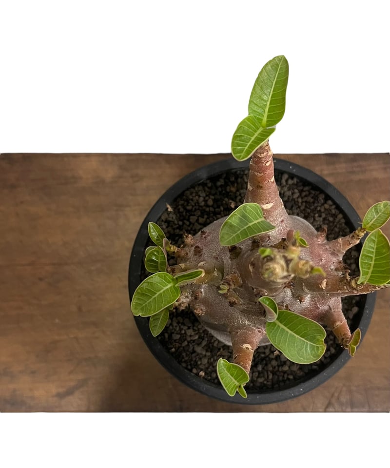 アデニウム アラビカム ドワーフ “ブラック” 「Adenium arabicum