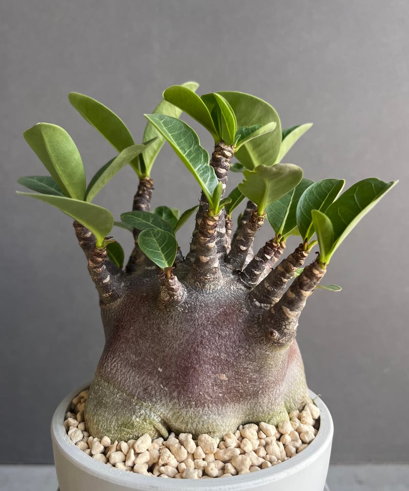 アデニウム アラビカム スーパー ドワーフ “ブラック” 「Adenium