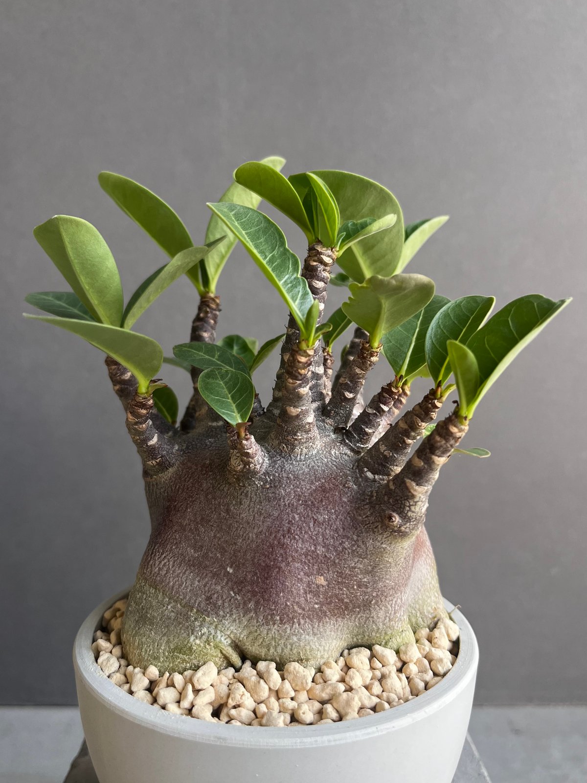 アデニウム アラビカム スーパー ドワーフ “ブラック” 「Adenium