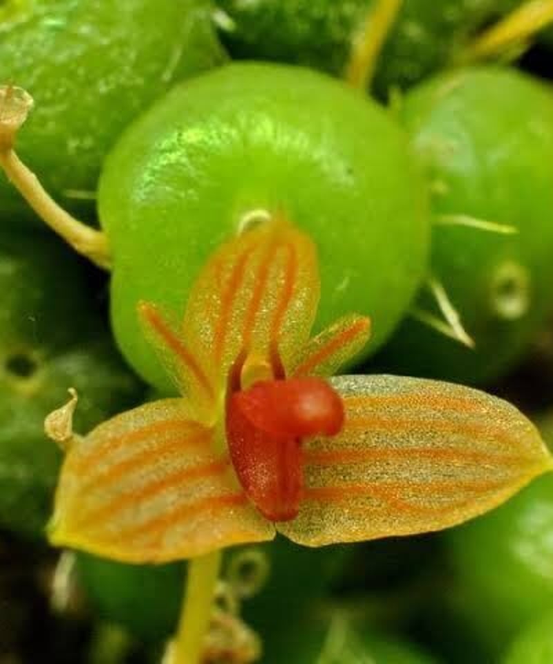 Bulb moniliforme 南米着生ラン大株ミニチュアオーキッドパルダ Bulb moniliforme 南米着生ラン大株ミニチュアオーキッドパルダ
