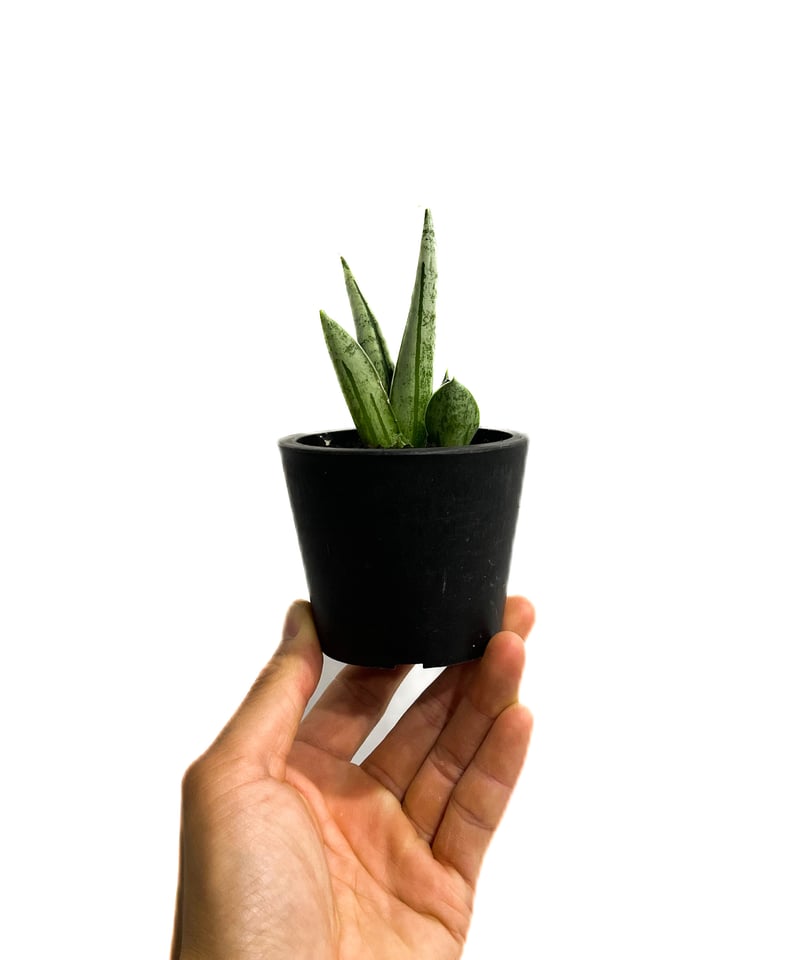 サンスベリア ジュピター Sansevieria Jupiter サンセベリア ジュピター「Sansevieria Jupiter」30E-1 | SHOUCH