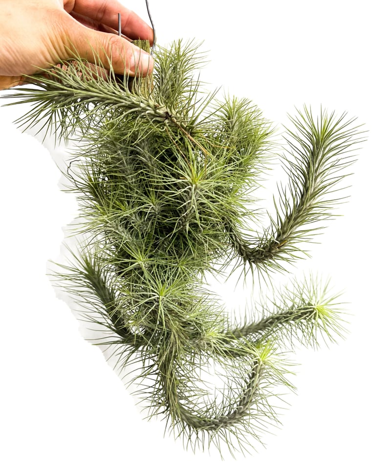 ティランジア フンキアナ クランプ ④「Tillandsia funckiana