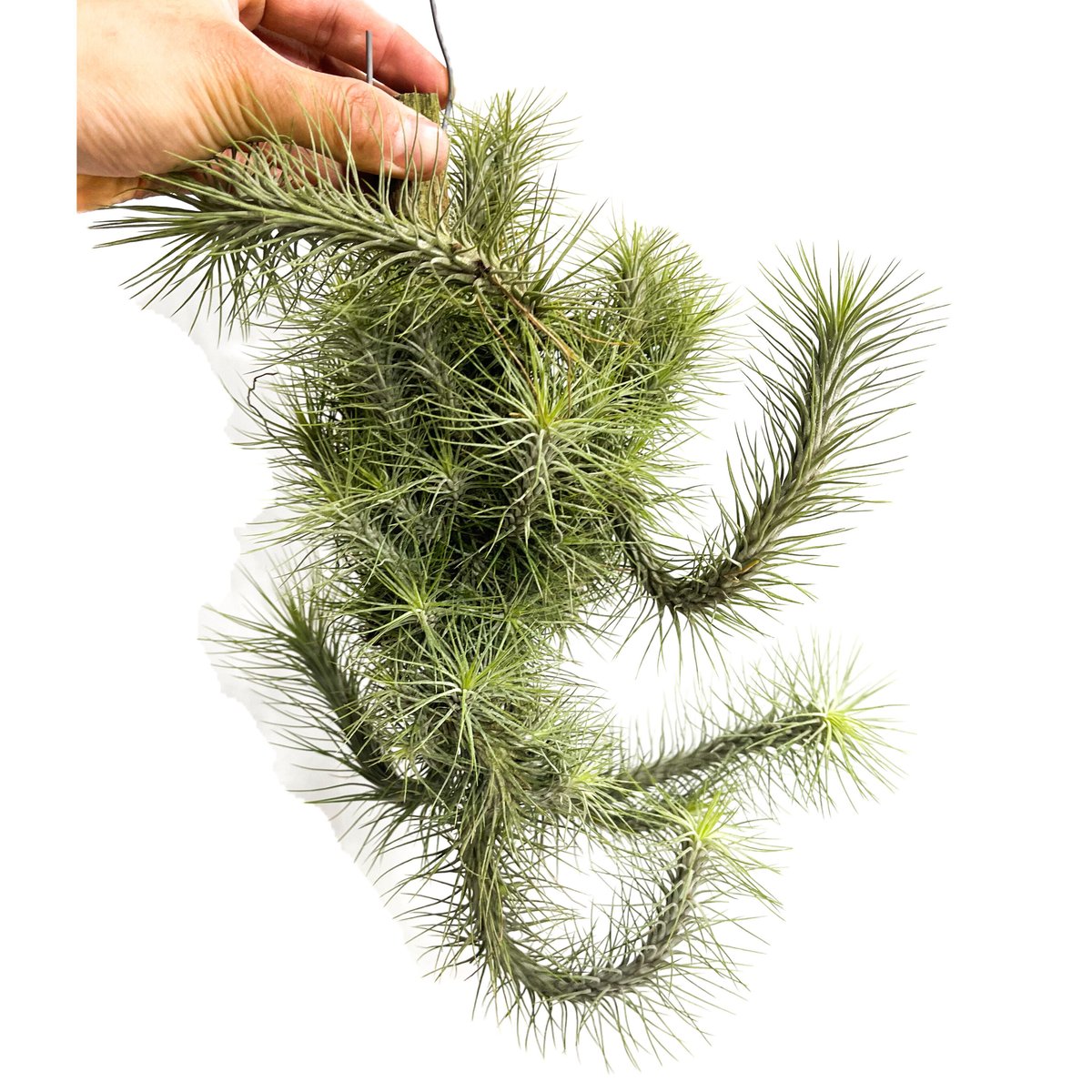 購入不可 チランジア フンキアナクランプ(4頭クランプ) ティランジア フンキアナ クランプ ④「Tillandsia funckiana