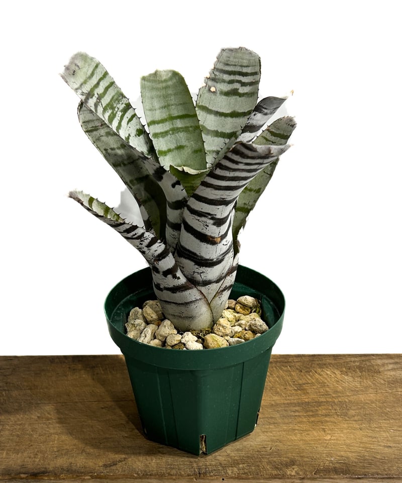 Aechmea Little Have Albo 超超特大 【公式通販】