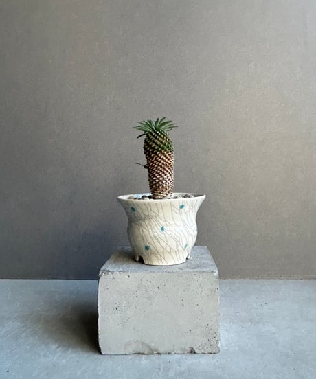 CATEGORY Plant＋Pot | SHOUCHIKUEN