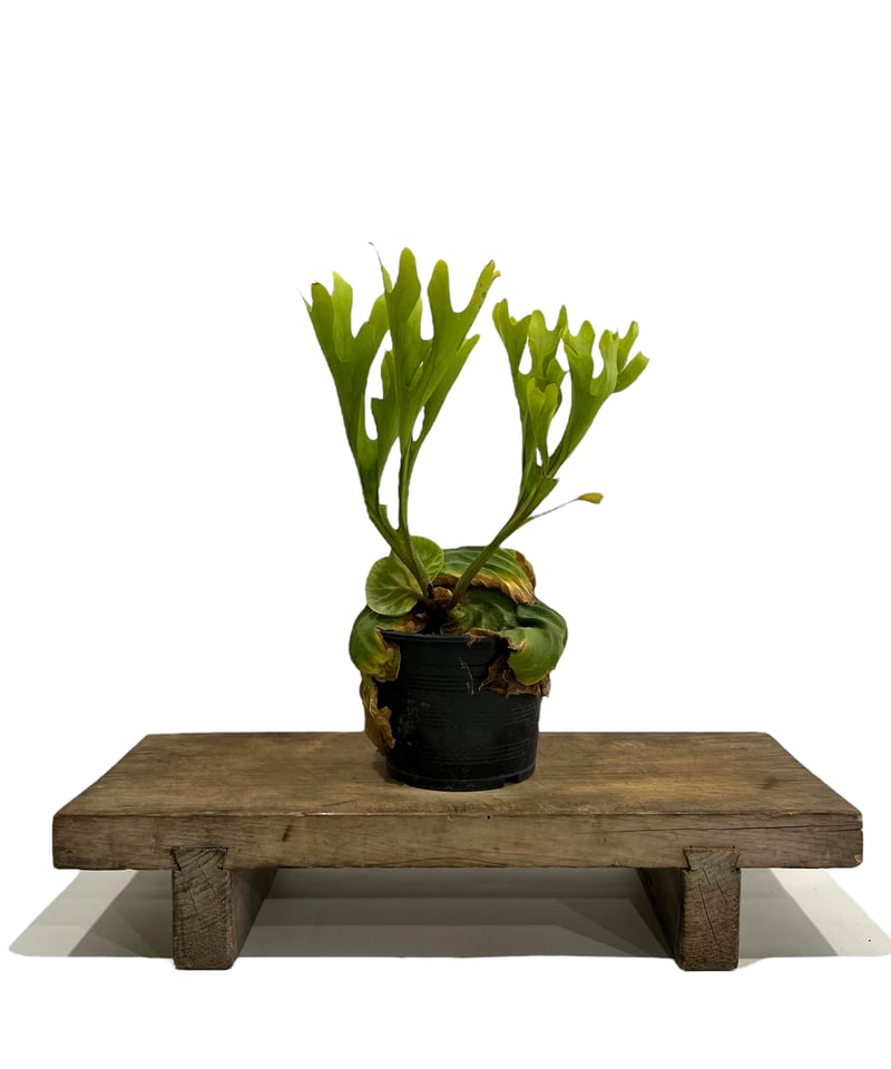 ビカクシダ リドレイ(by ヌクル) 「Platycerium ridleyi (by Nuk