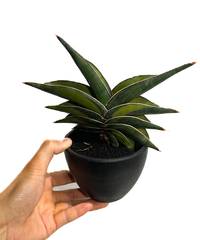 サンセベリア ロリダ 斑入り「Sansevieria rorida var.」6/1-720 ...