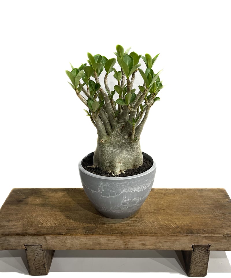 アデニウム アラビカム ドワーフ タイプ「Adenium arabicum dwarf ty