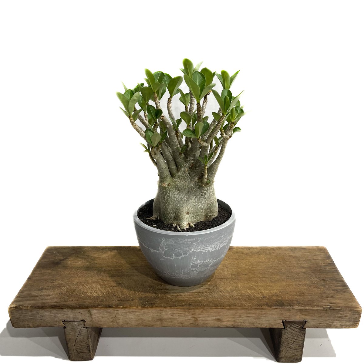アデニウム アラビカム ドワーフ タイプ「Adenium arabicum dwarf ty