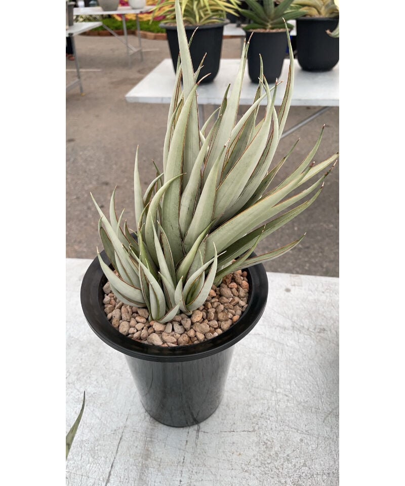 サンセベリア ヘルファイア「Sansevieria Hellfire」4/13-326 | S