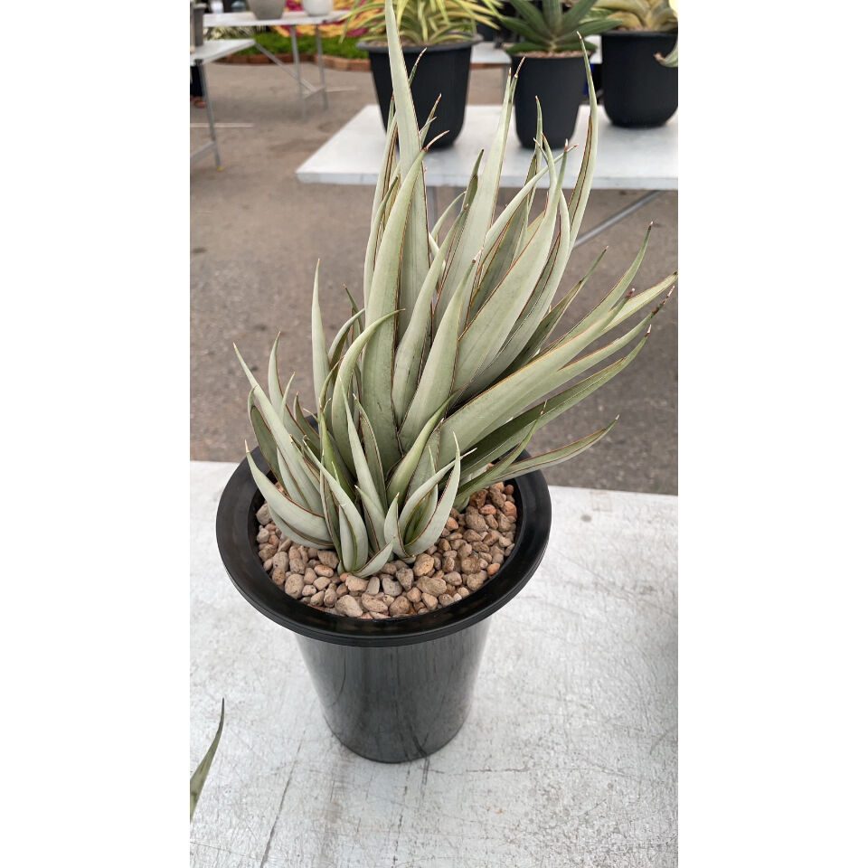 サンセベリア ヘルファイア「Sansevieria Hellfire」4/19-361 | S