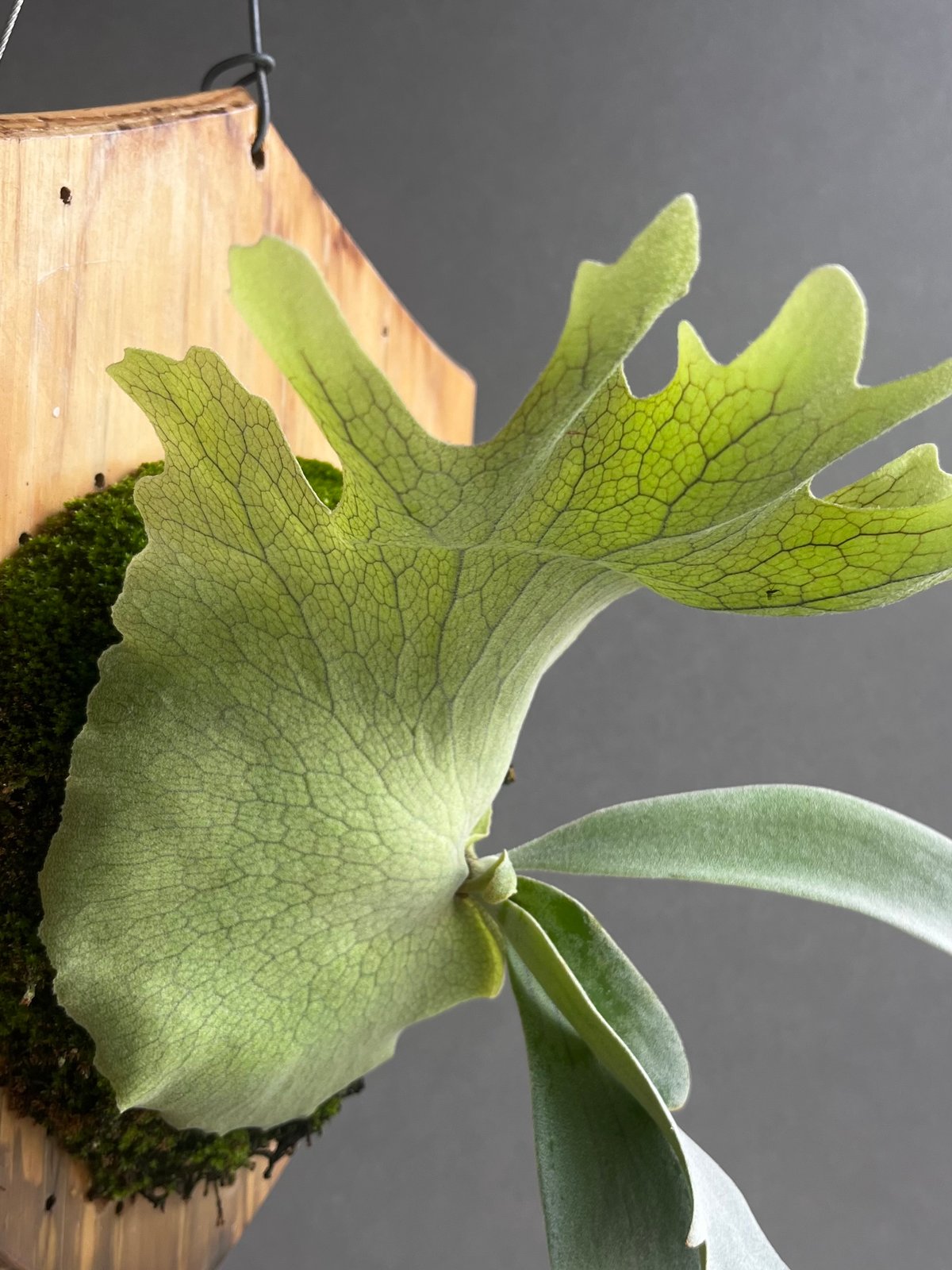 ビカクシダ ウィリンキー RU27 Yahoo!オークション - P. willinckii 'Ru27' ウィリンキー