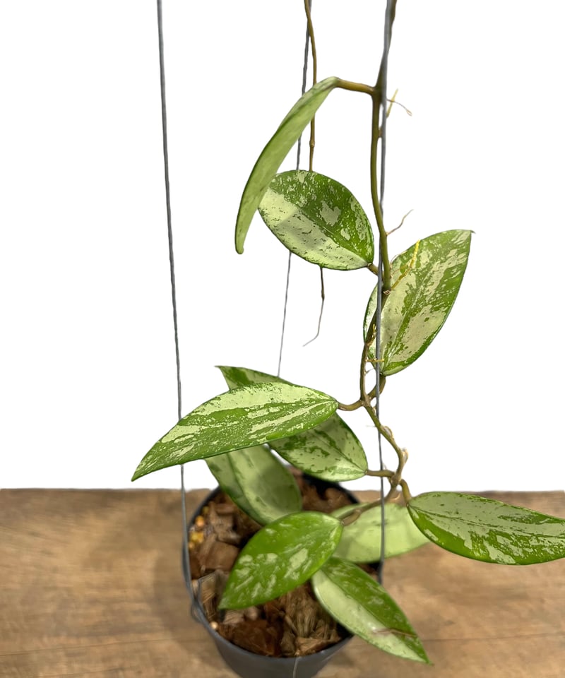 ホヤスノークイシルバー「Hoya snow cui silver」33I | SHOUCHIKUEN